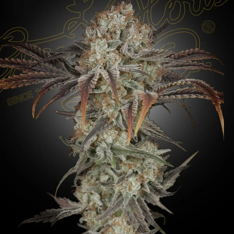 saltonverde2908542