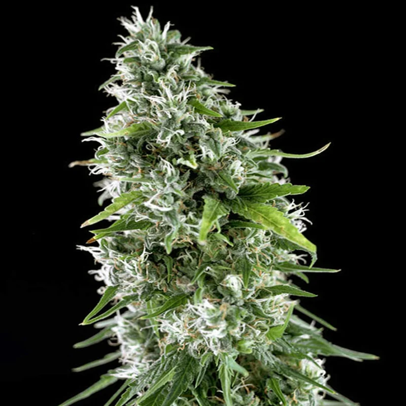 saltonverde2908687