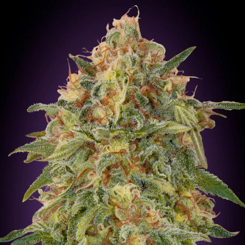 saltonverde2908799