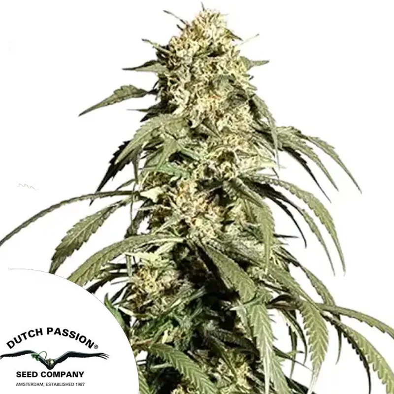 saltonverde2908892