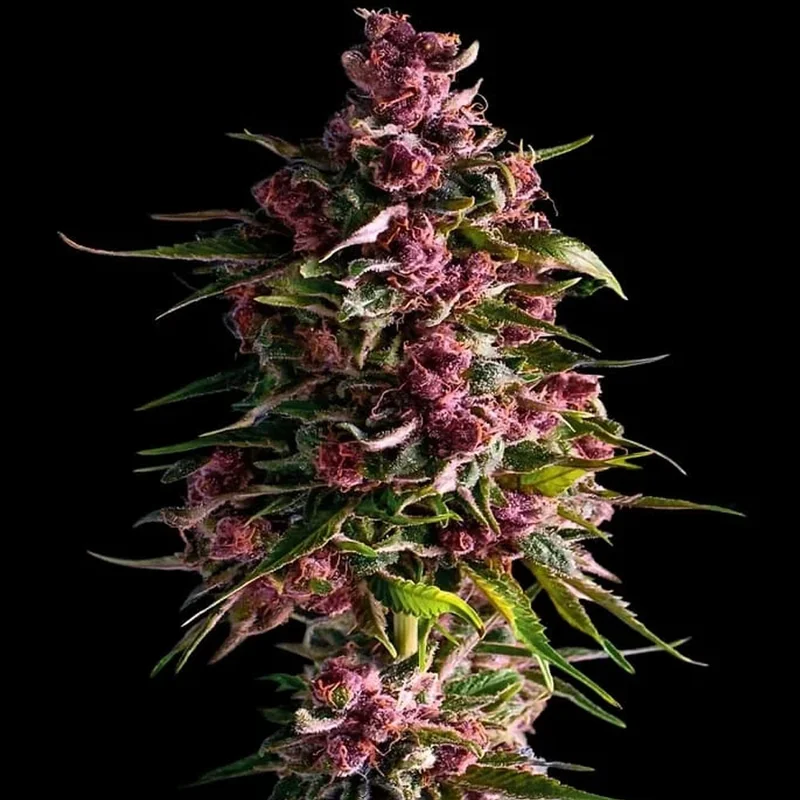 saltonverde2910020