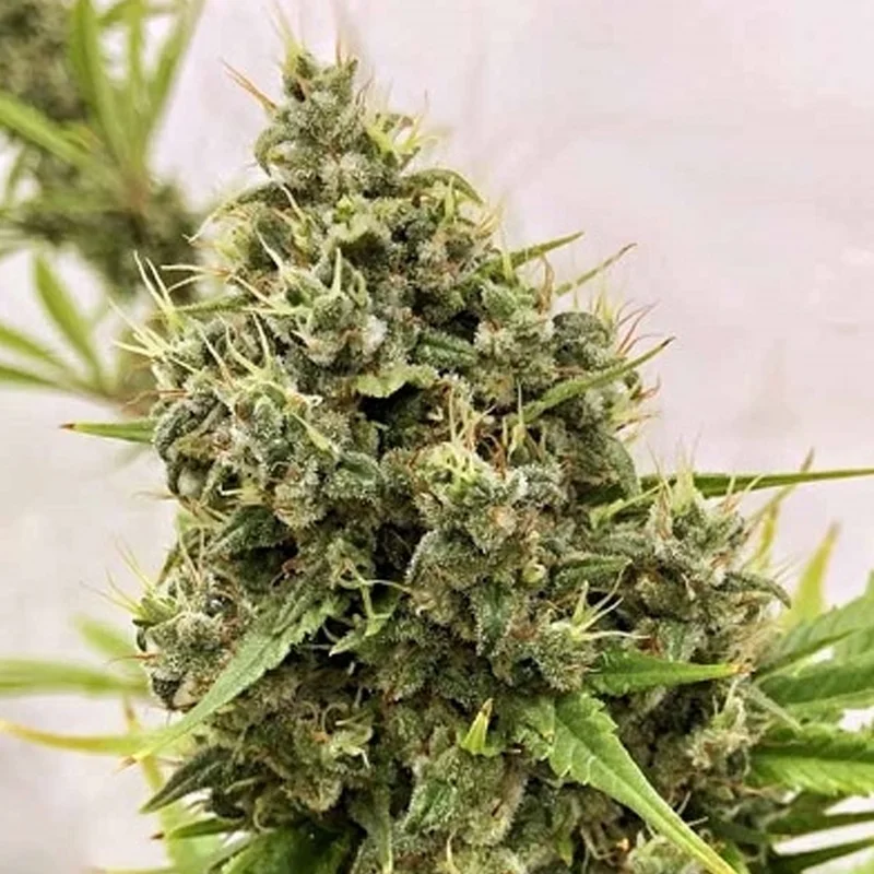 saltonverde2910191