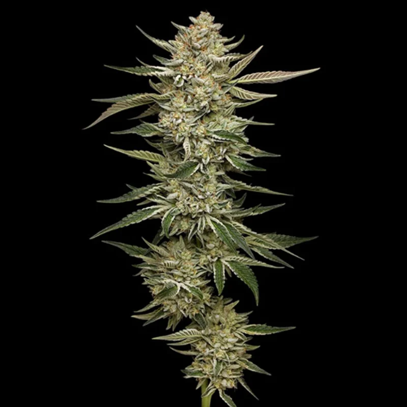 saltonverde2910491