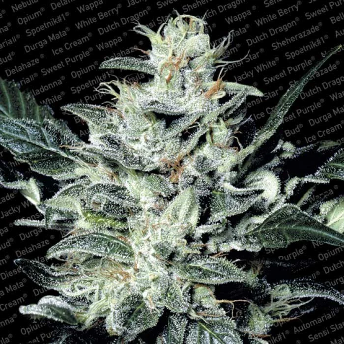 saltonverde2911862