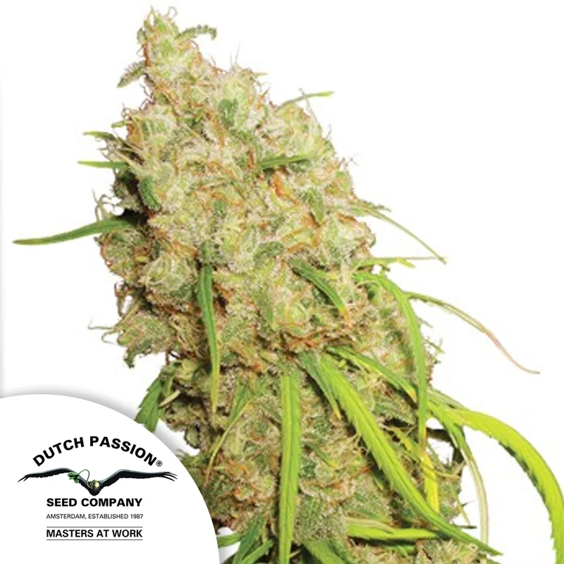 saltonverde2912249