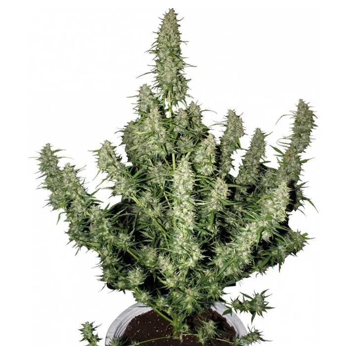 saltonverde2912520