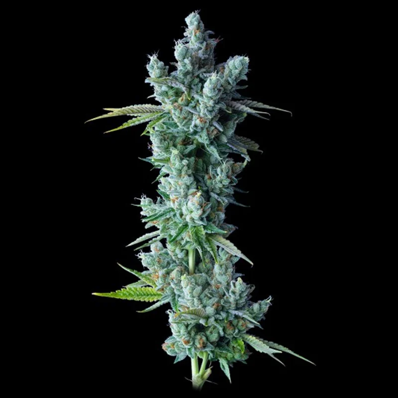 saltonverde2912765