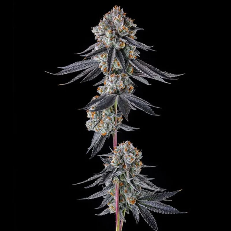 saltonverde2913435