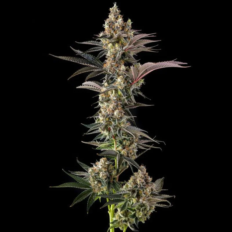 saltonverde2913488