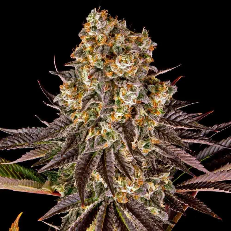 saltonverde2914525