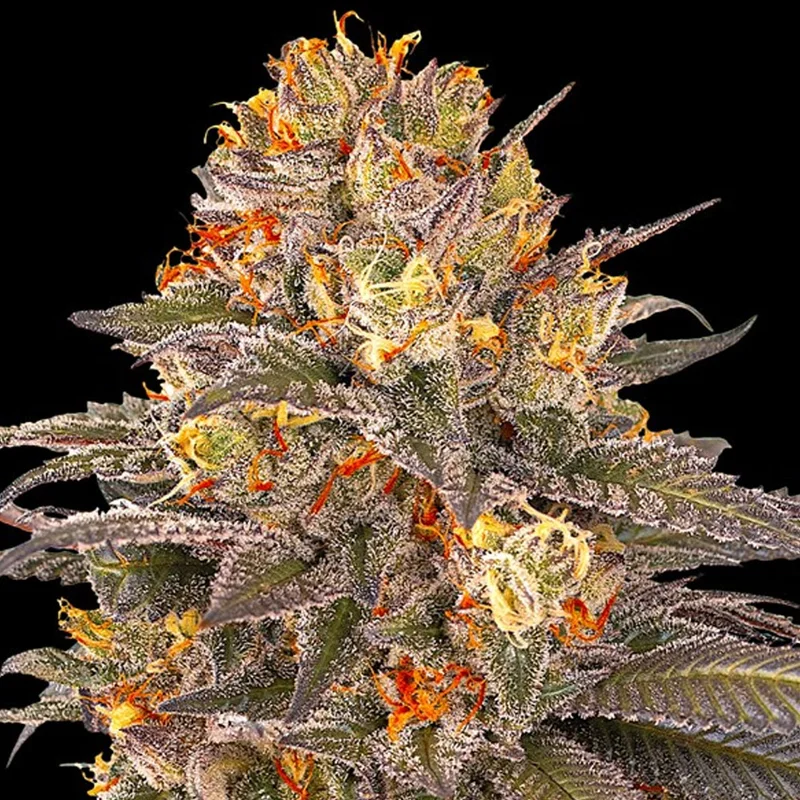 saltonverde2917339