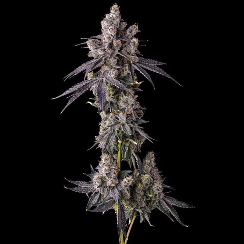 saltonverde2917697