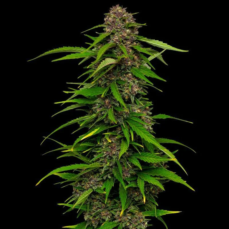 saltonverde2917901