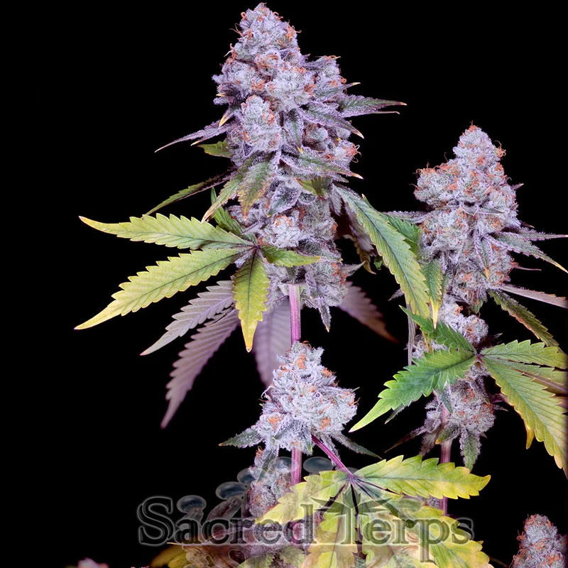 saltonverde2919754