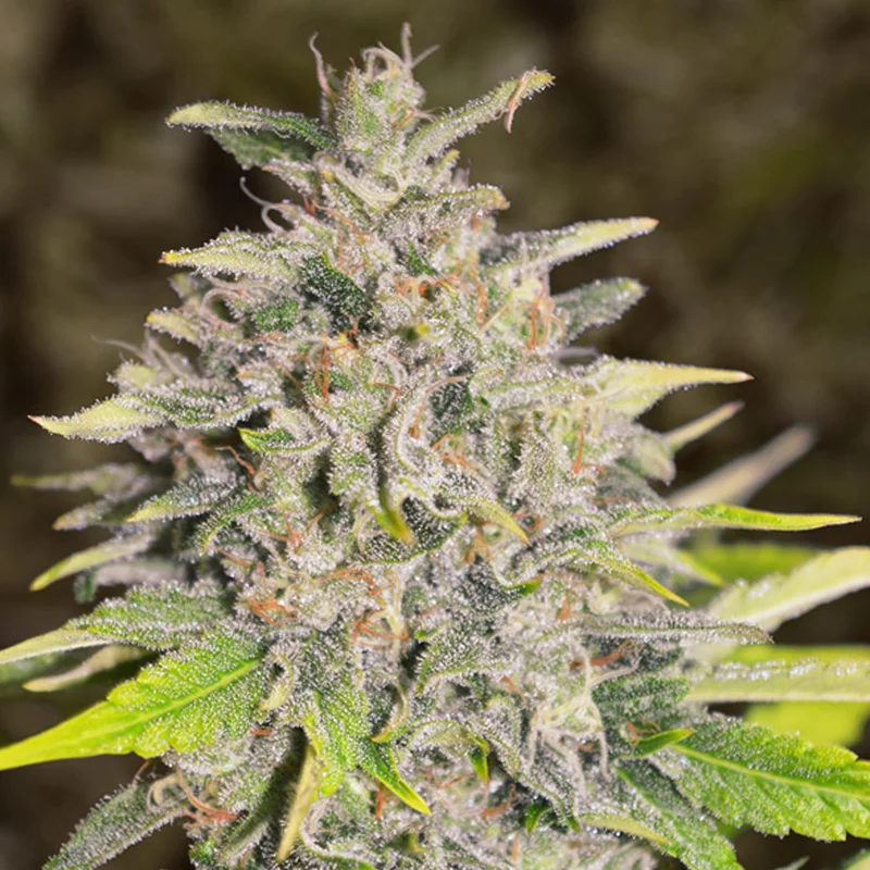 saltonverde2920667
