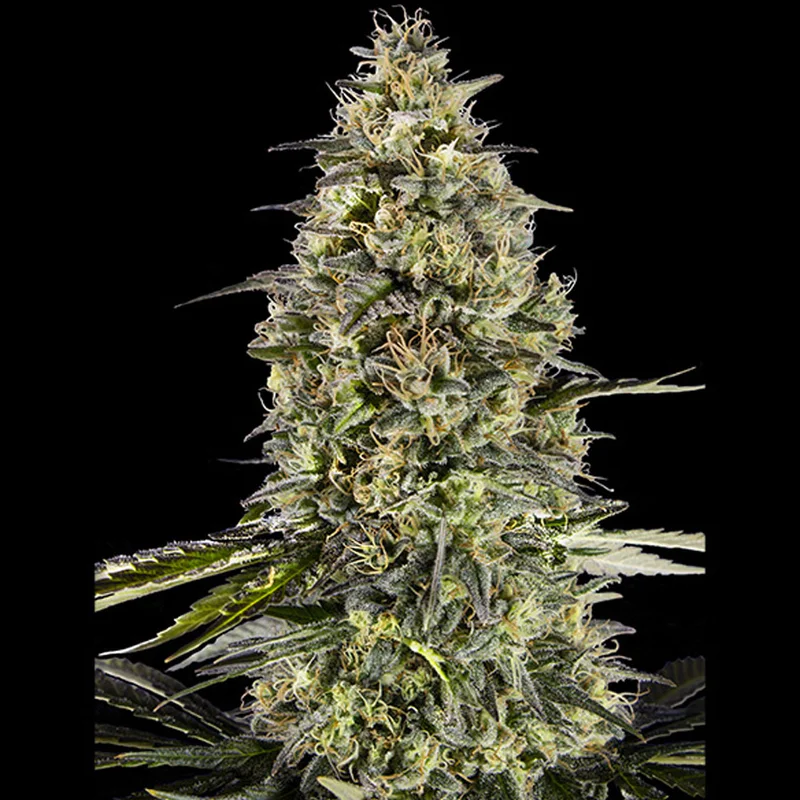 saltonverde2921625