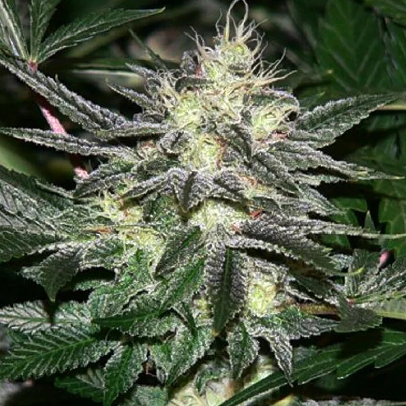 saltonverde2922107
