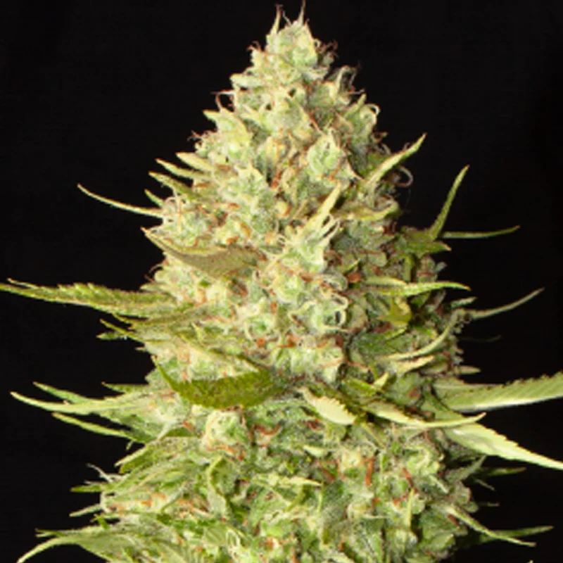saltonverde2922411