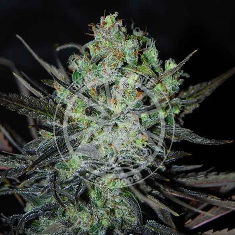 saltonverde2923725