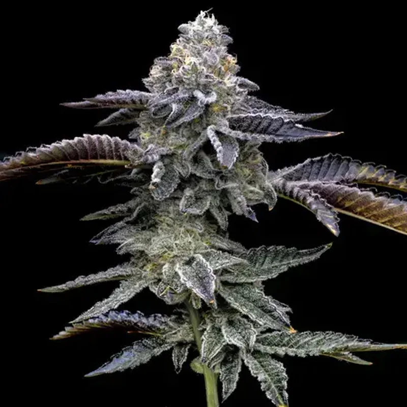 saltonverde2924844