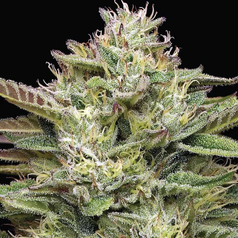 saltonverde2926829