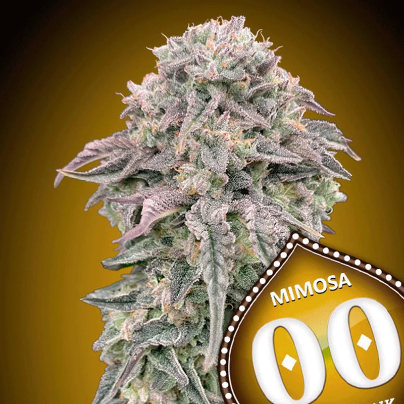 saltonverde2927273